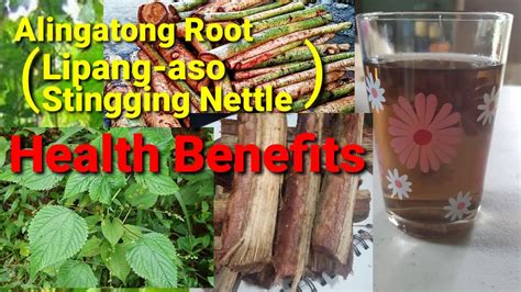 ALINGATONG TREE HEALTH BENEFITS .